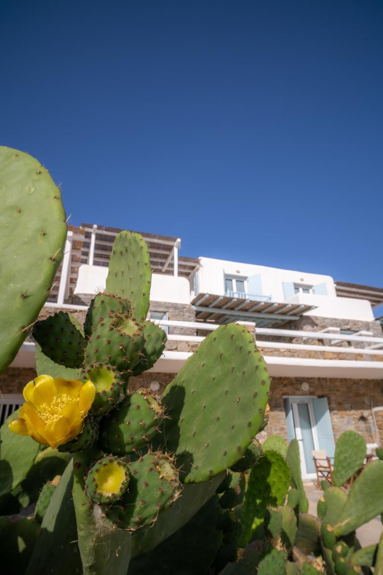 Sofia's Bungalows Mykonos Mykonos Town Zewnętrze zdjęcie